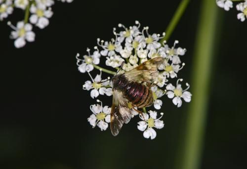 Abia aurulenta